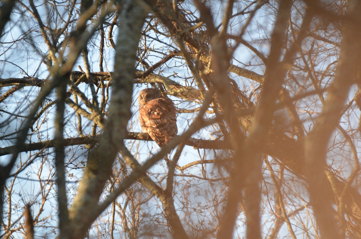 Barred Owl - Jody Shugart