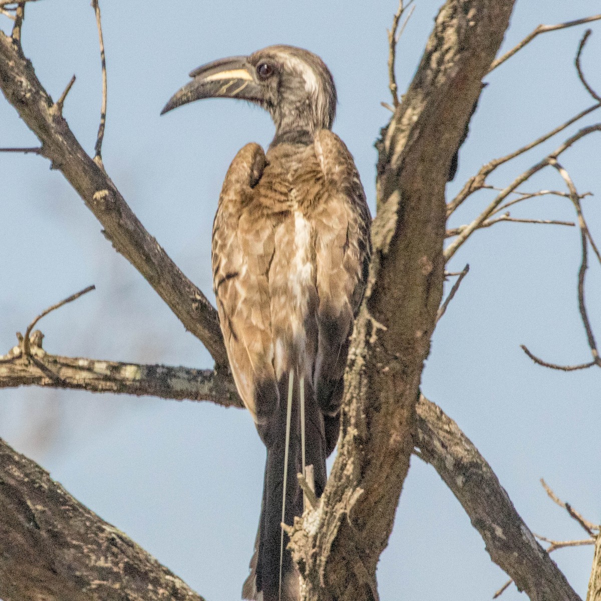 African Gray Hornbill - ML202073611