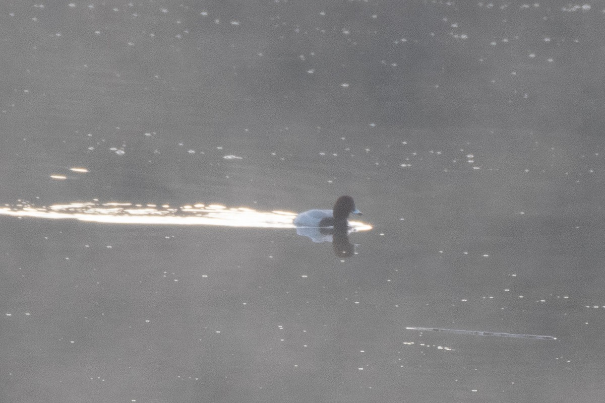 Greater Scaup - Ray Wise