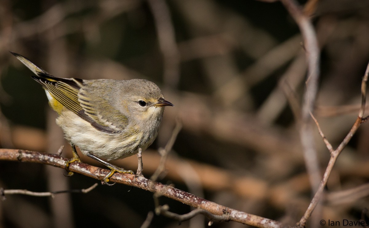 Cape May Warbler - ML20208451