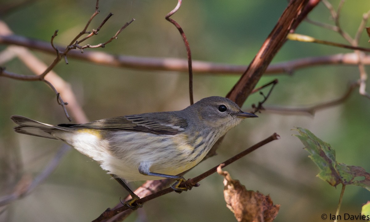 Cape May Warbler - ML20208471