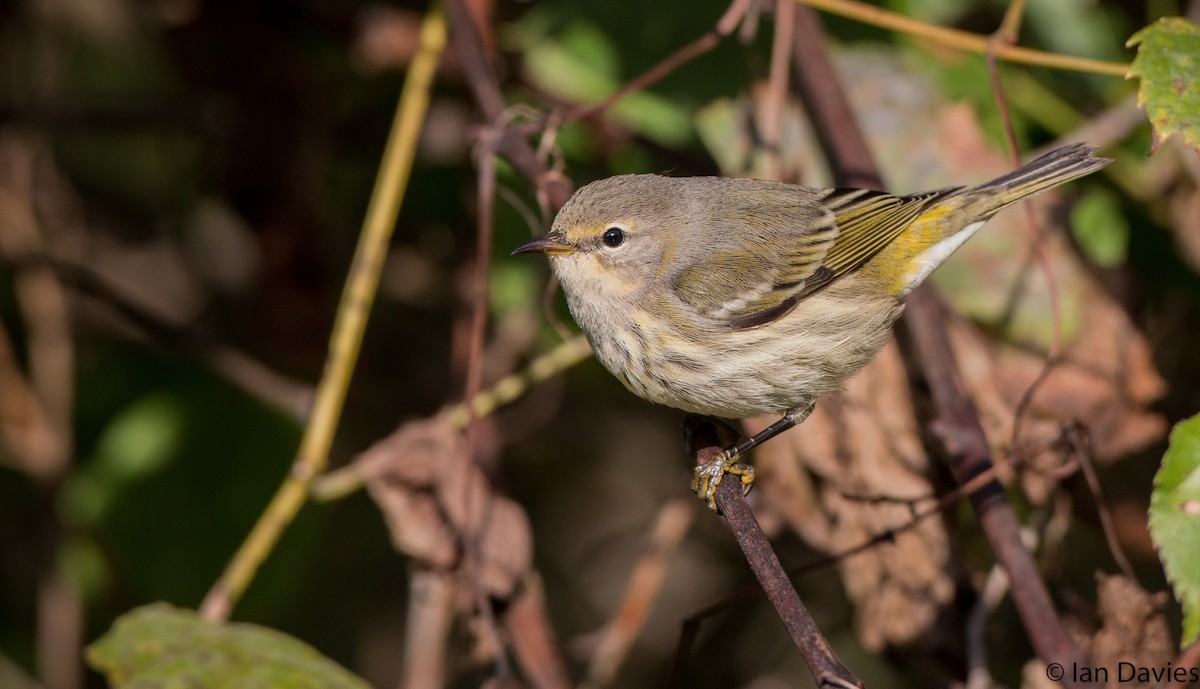 Cape May Warbler - ML20208481