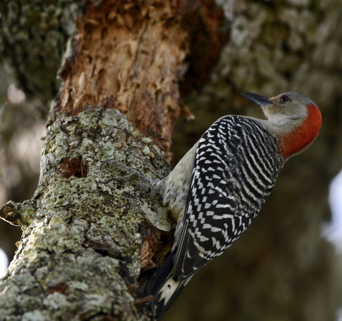Red-bellied Woodpecker - ML202085841