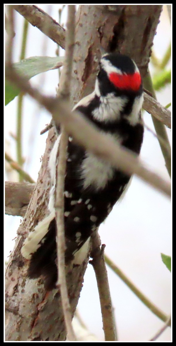 Downy Woodpecker - ML202086031