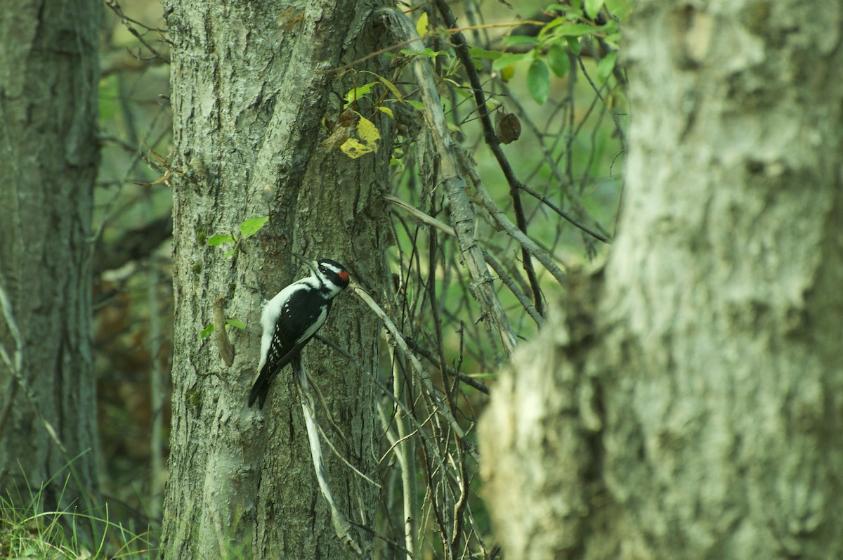 Hairy Woodpecker - Reid Hildebrandt