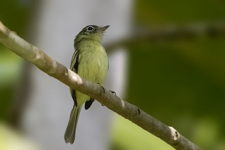  - Yellow-green Tyrannulet