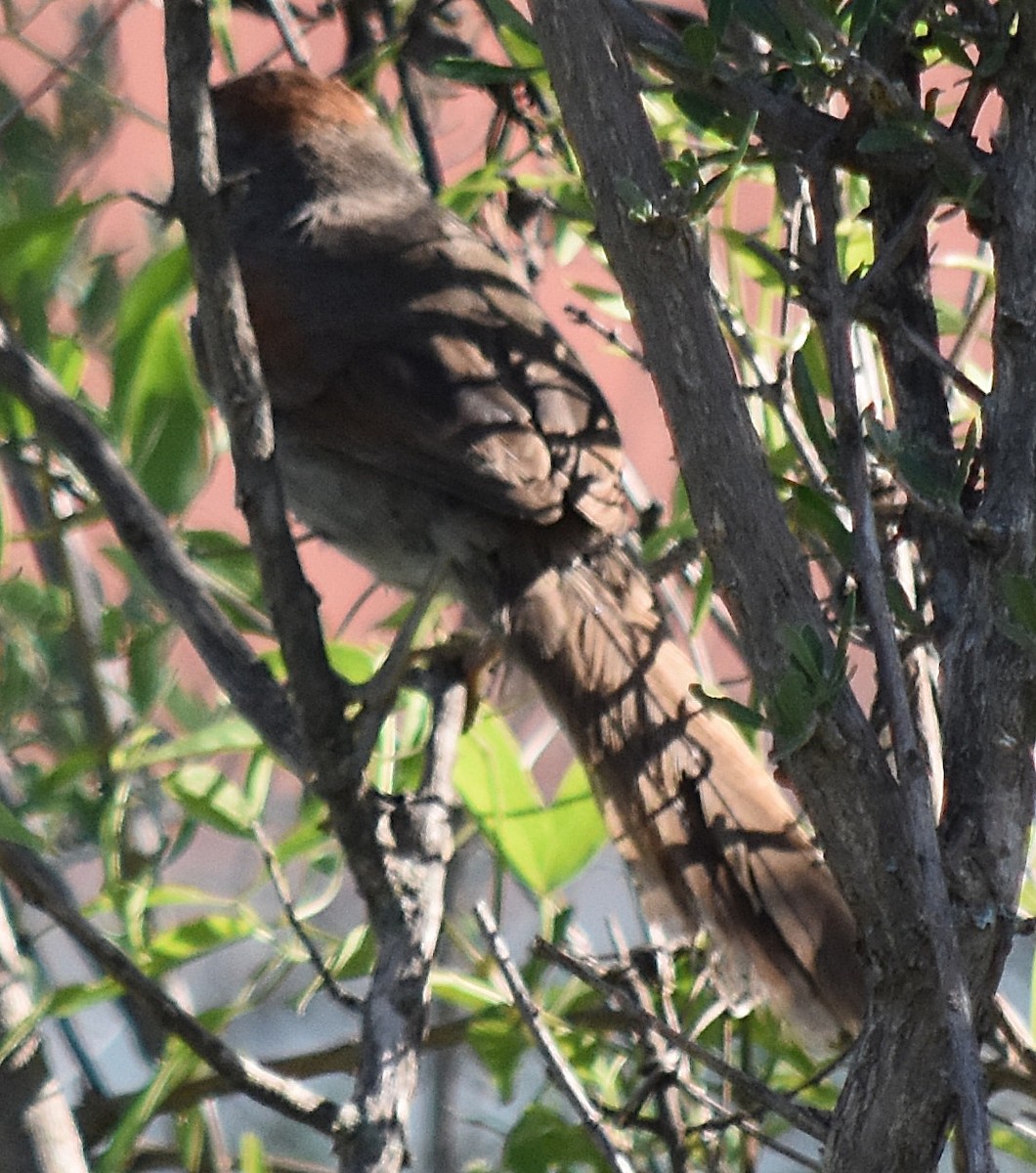 Pale-breasted Spinetail - ML202088991