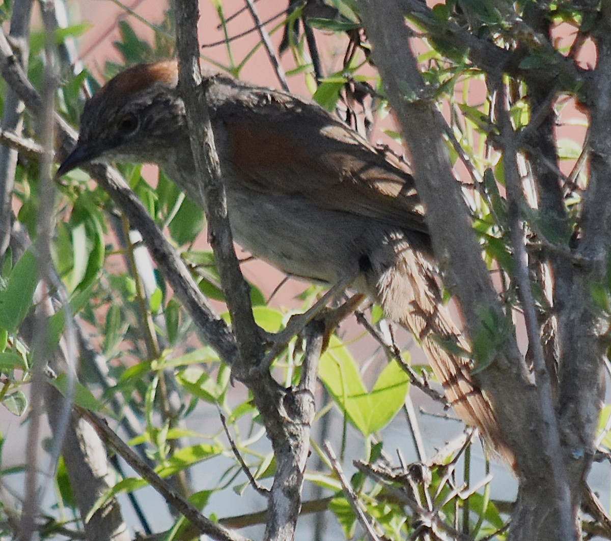 Pale-breasted Spinetail - ML202089011