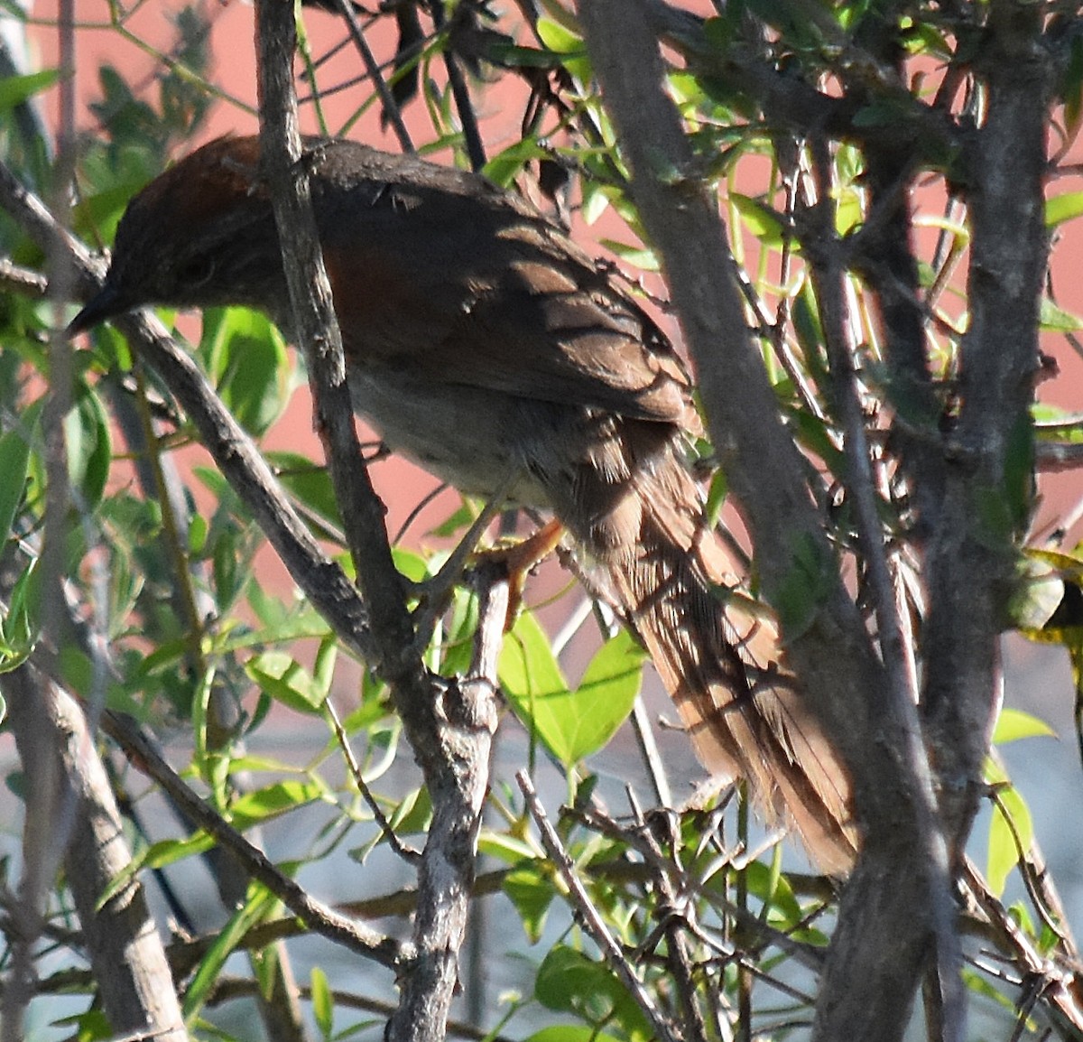 Pale-breasted Spinetail - ML202089081