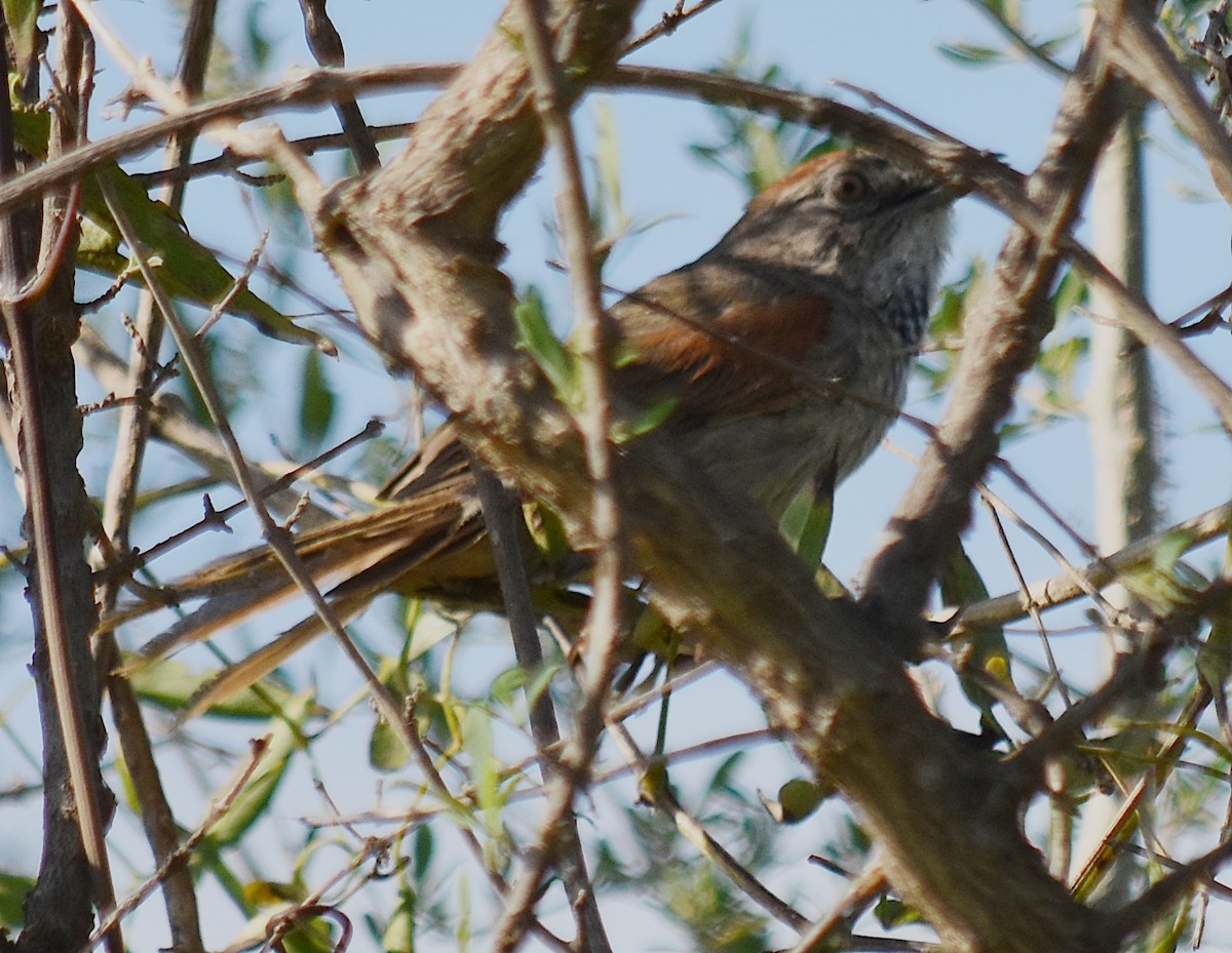 Pale-breasted Spinetail - ML202089131