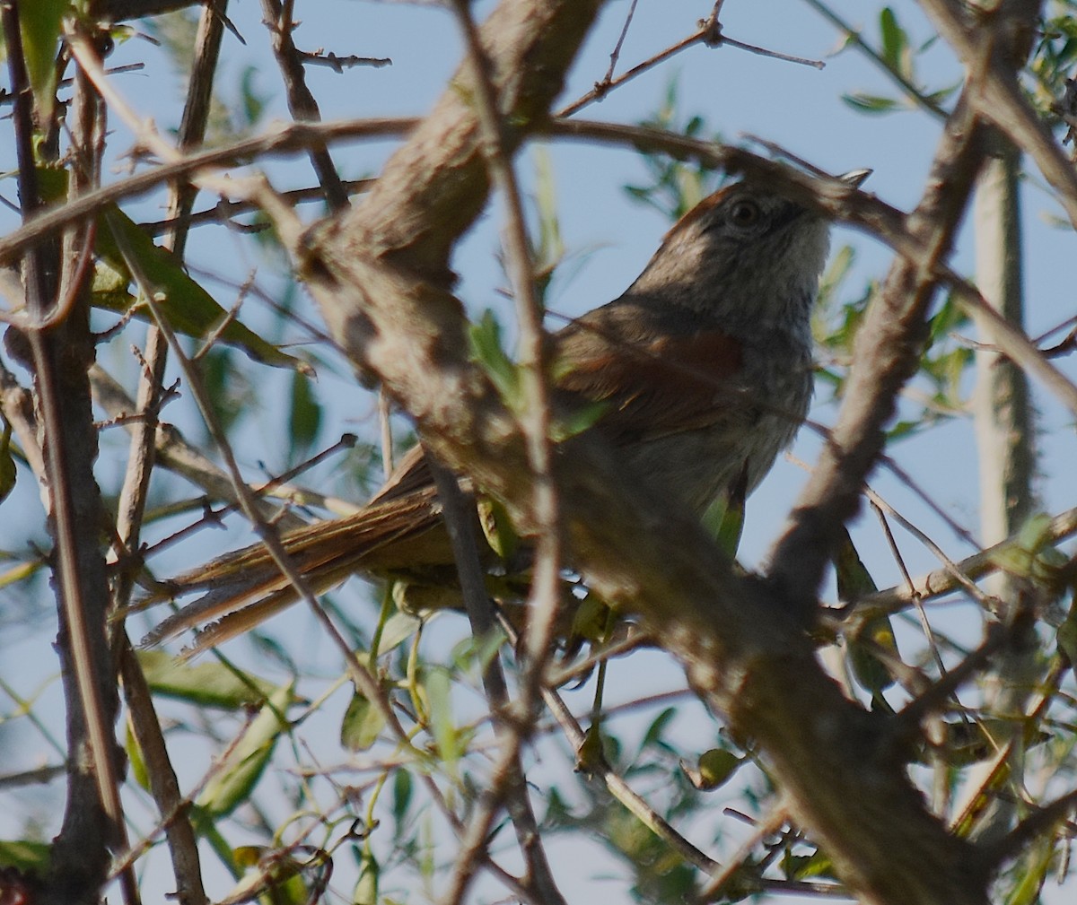 Pale-breasted Spinetail - ML202089151