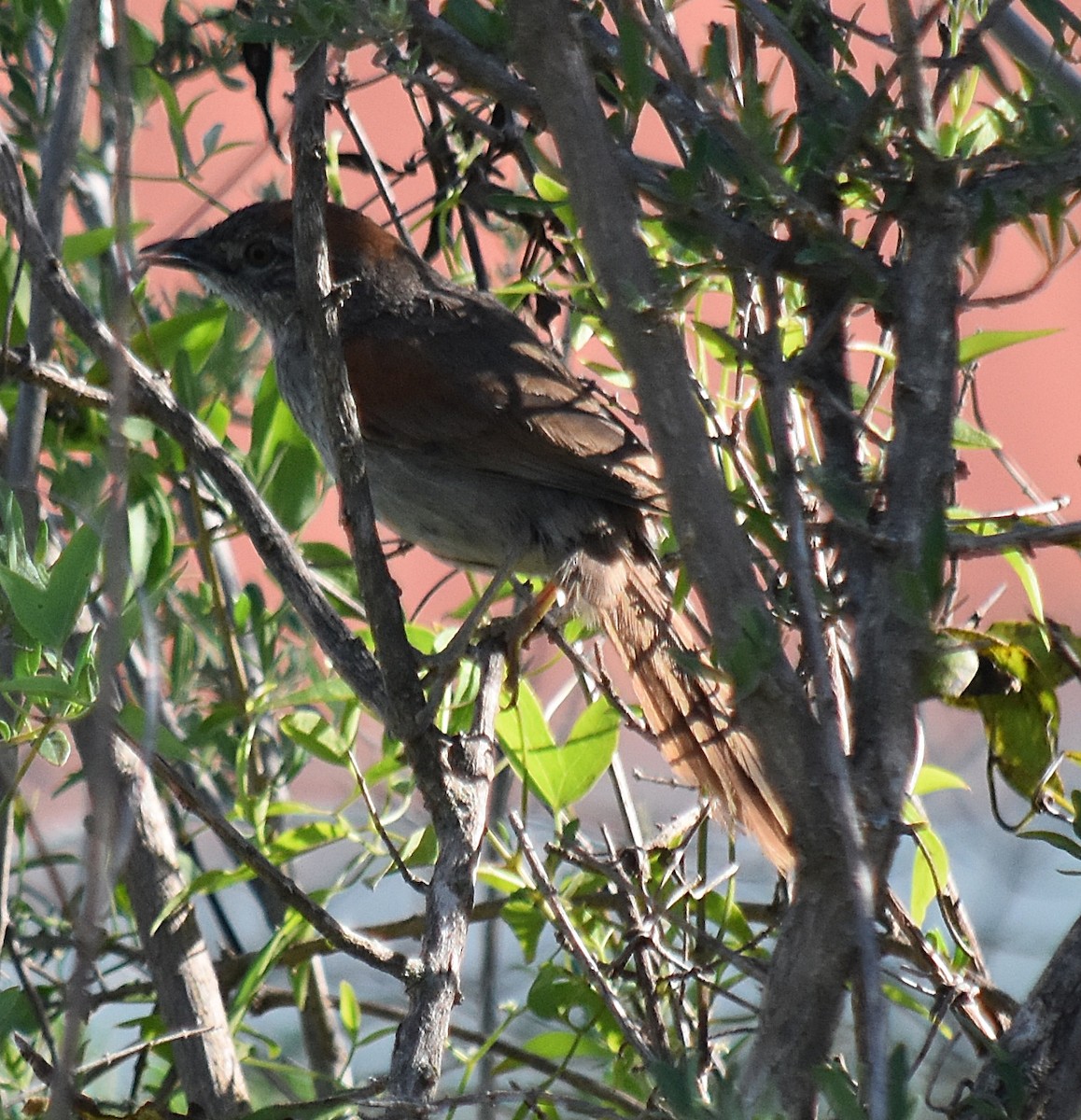 Pale-breasted Spinetail - ML202089161