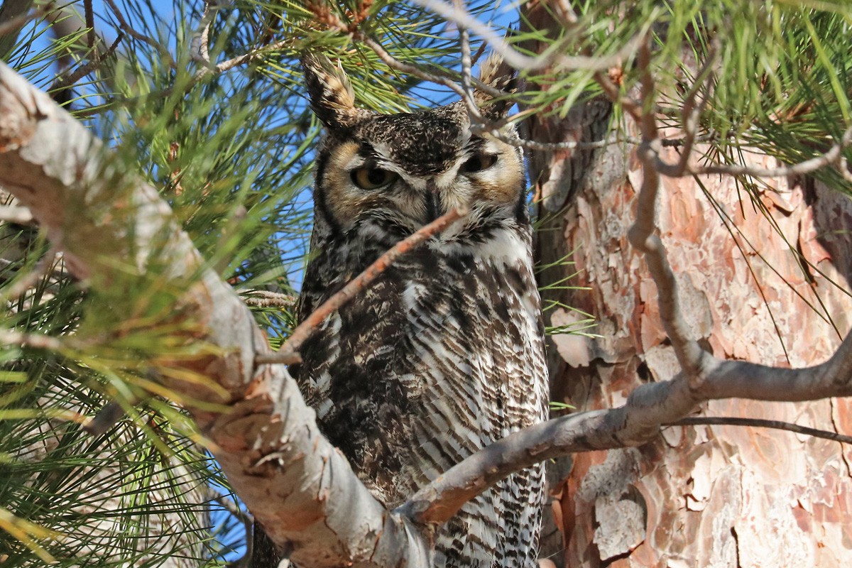 Great Horned Owl - ML202089891
