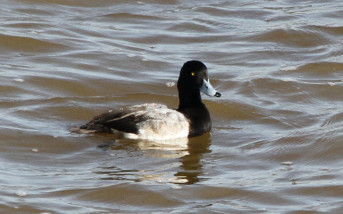 Greater Scaup - ML202090851