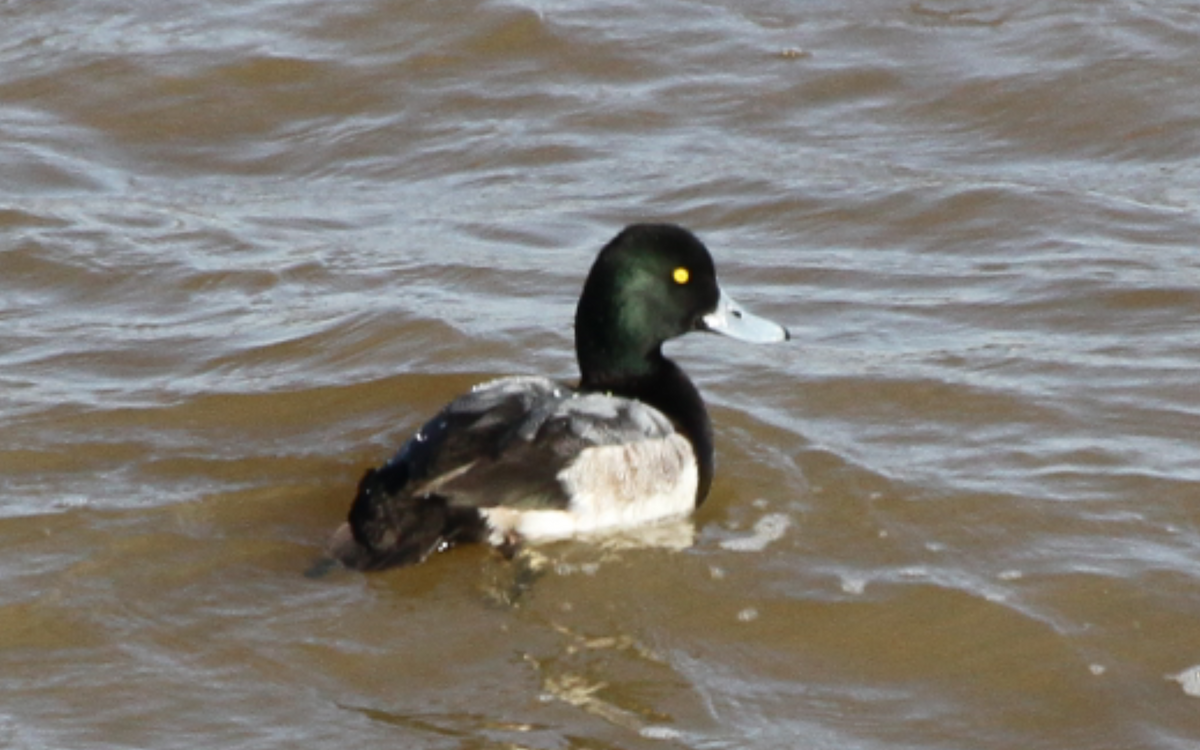 Greater Scaup - ML202090891