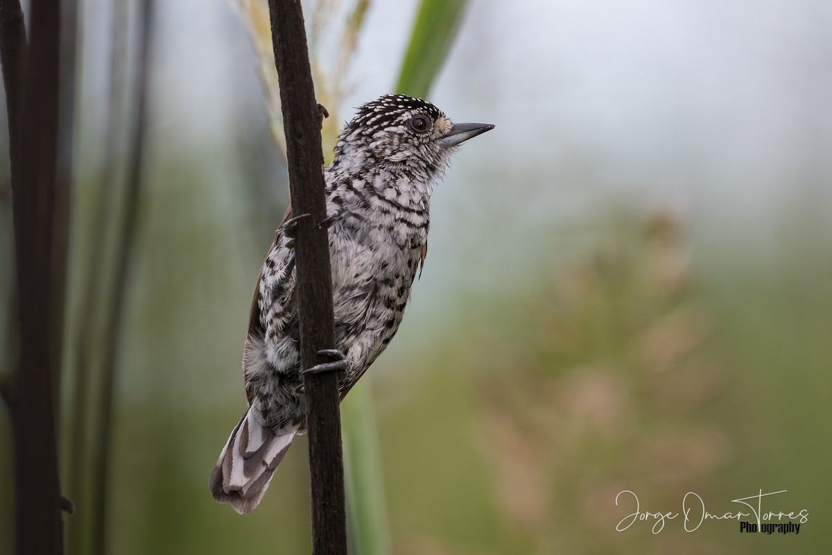 White-barred/Ocellated Piculet - ML202096981