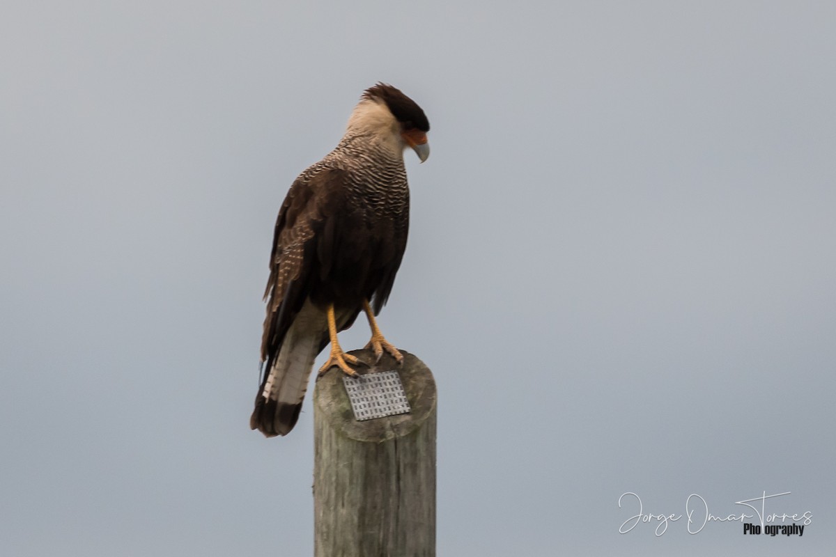 Crested Caracara (Southern) - ML202097321
