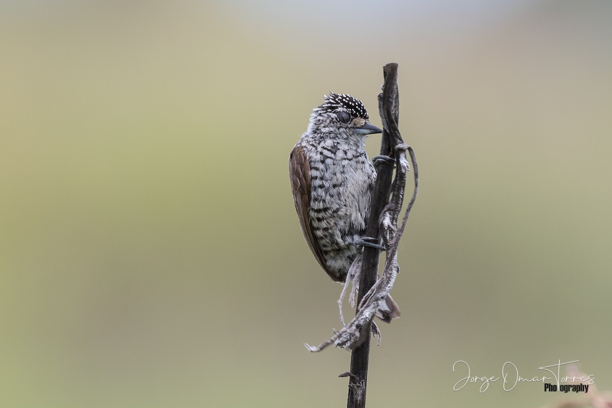 White-barred/Ocellated Piculet - ML202097361