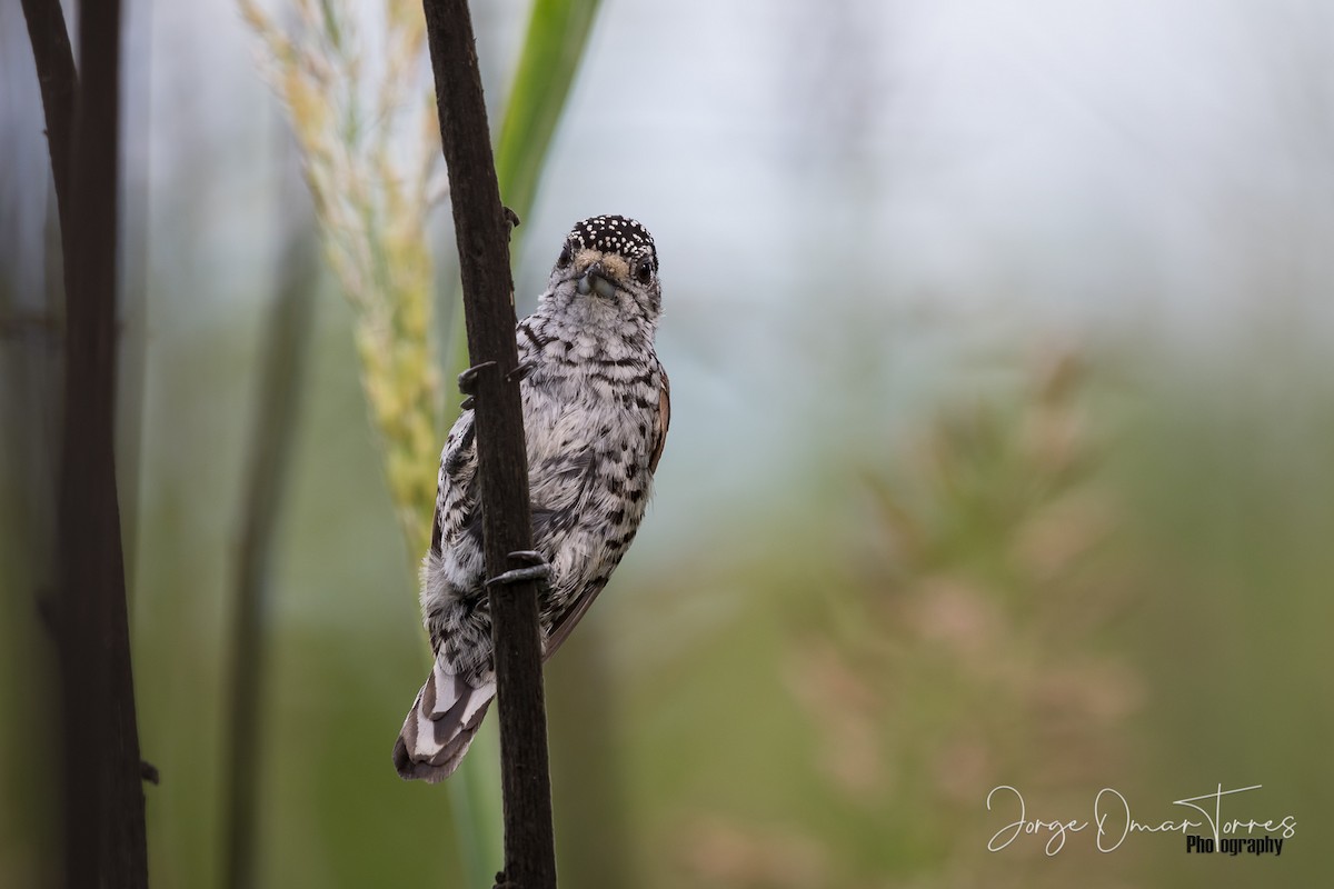 White-barred/Ocellated Piculet - ML202097571