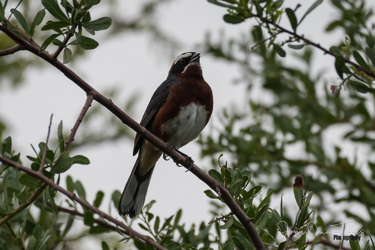 Black-and-chestnut Warbling Finch - ML202098231