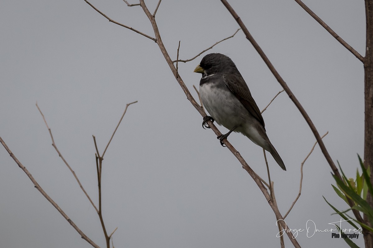Double-collared Seedeater - ML202098531