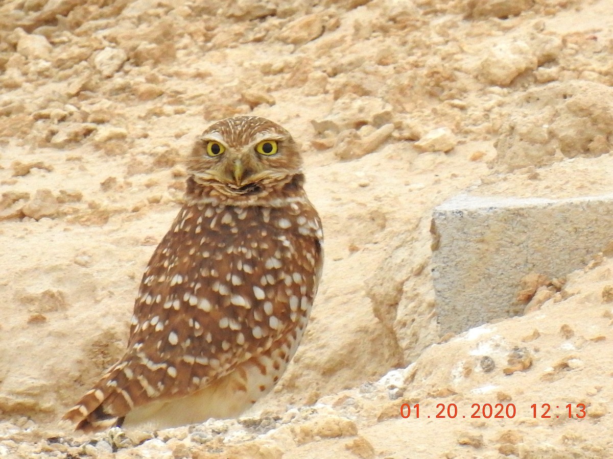 Burrowing Owl - ML202099171