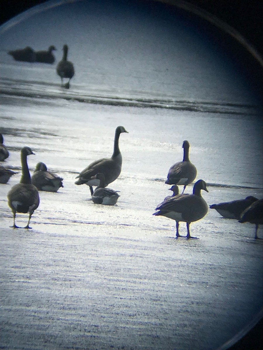 Greater White-fronted Goose - ML202099451