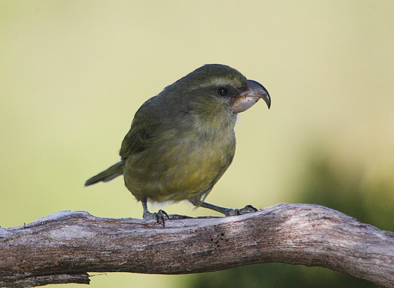 Papageischnabel-Kleidervogel - ML20209961