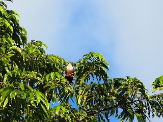 Micronesian Imperial-Pigeon, ML202099961