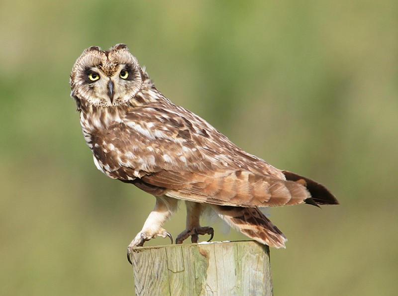 Short-eared Owl - Michael Walther