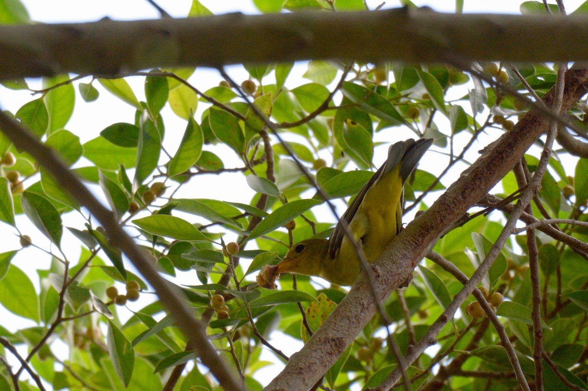 Western Tanager - ML202100691