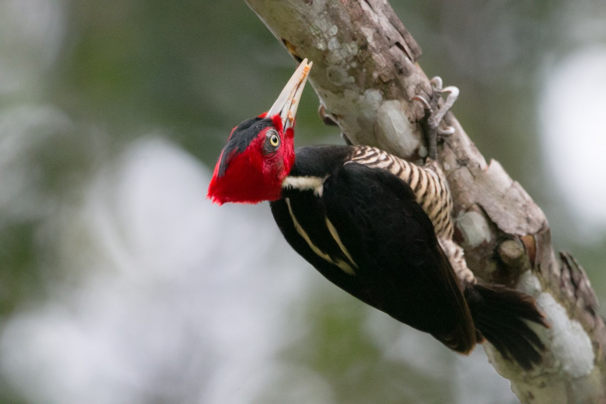 Pale-billed Woodpecker - Isaias Morataya