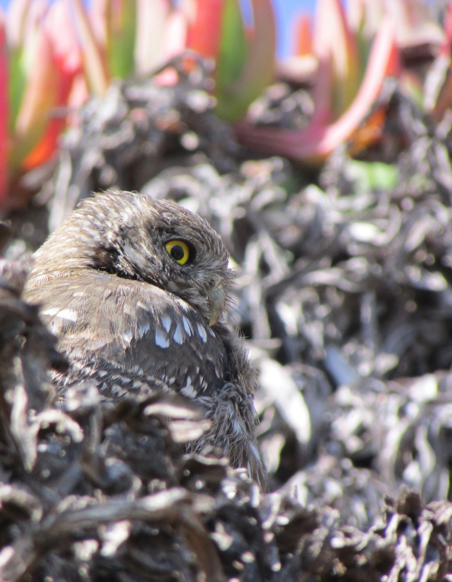 Austral Pygmy-Owl - ML202111911
