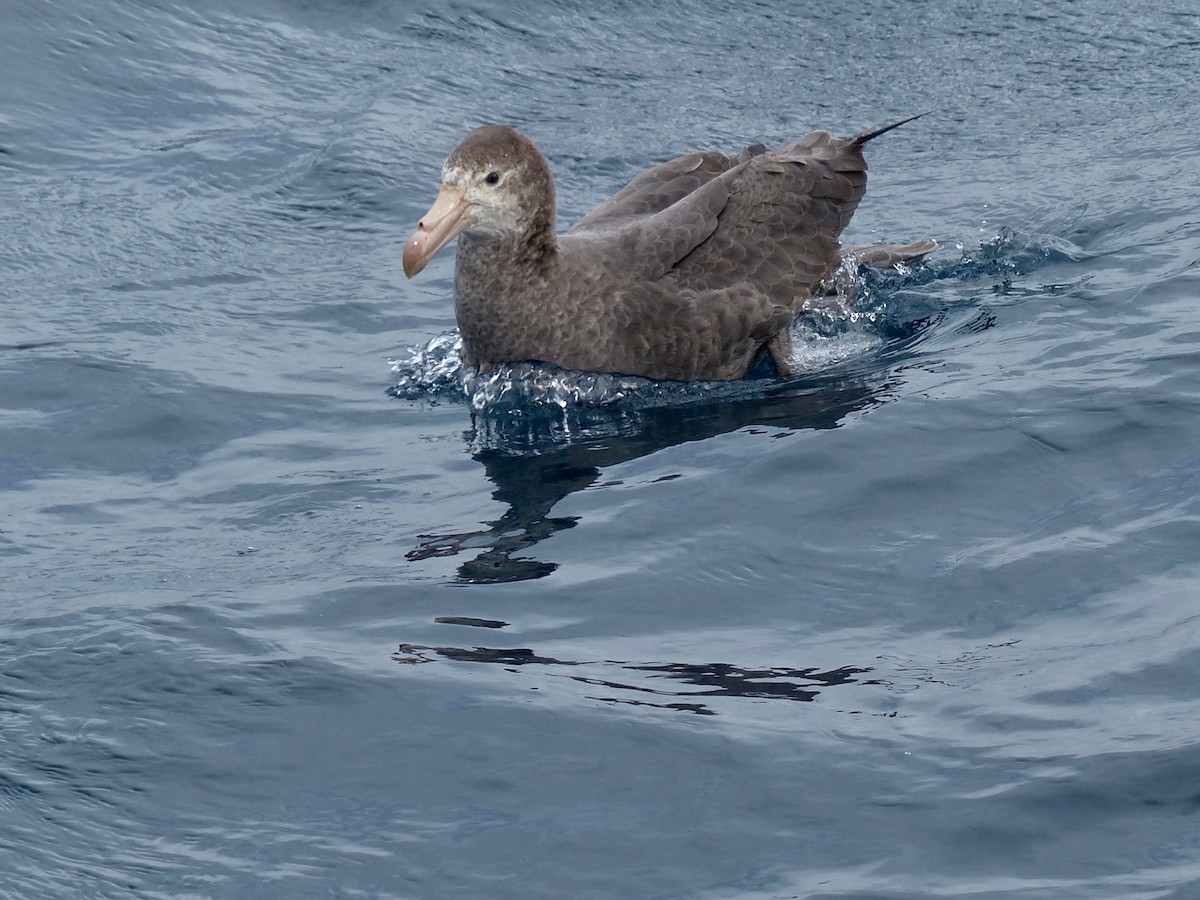 Southern Giant-Petrel - Mike Woodall