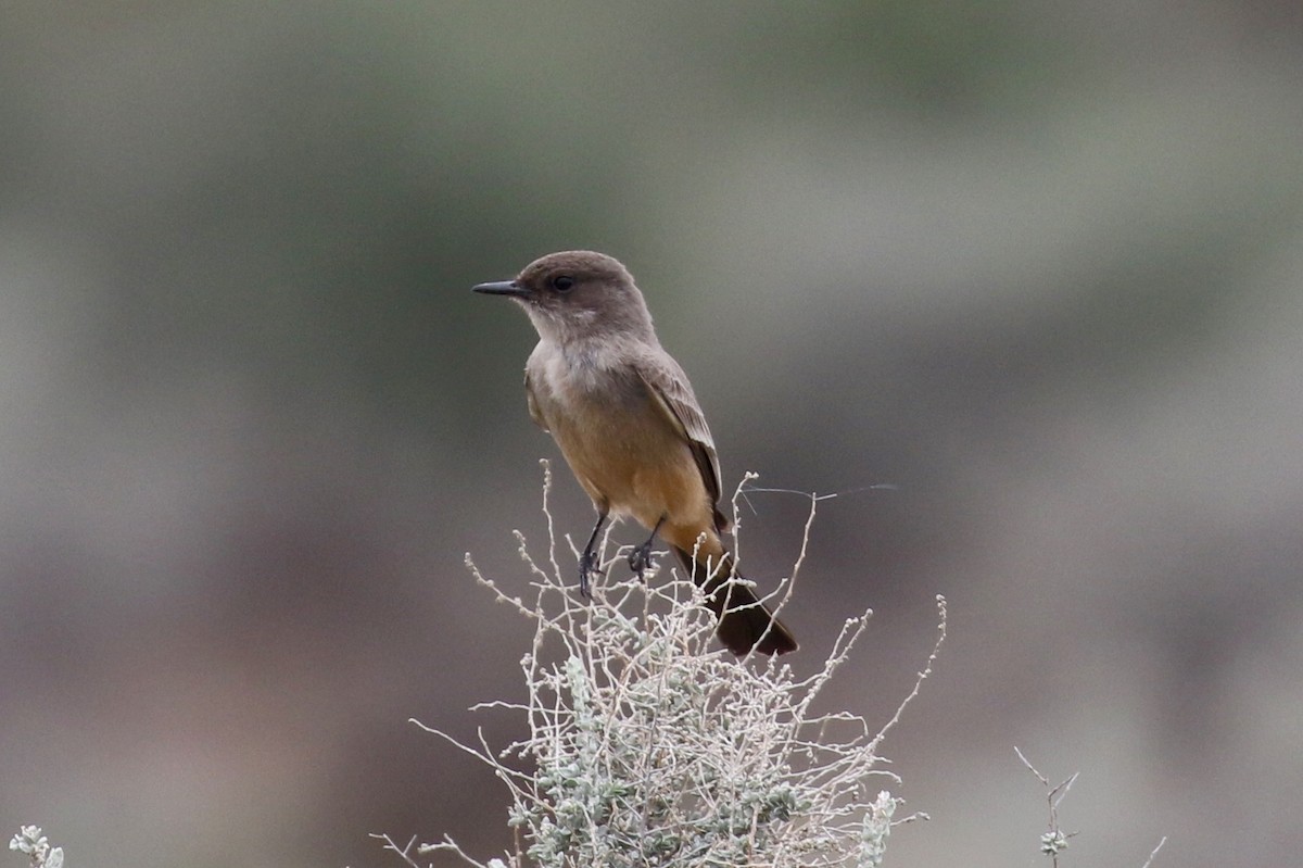 Say's Phoebe - Victor Stoll