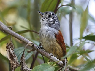  - Rufous-backed Antvireo