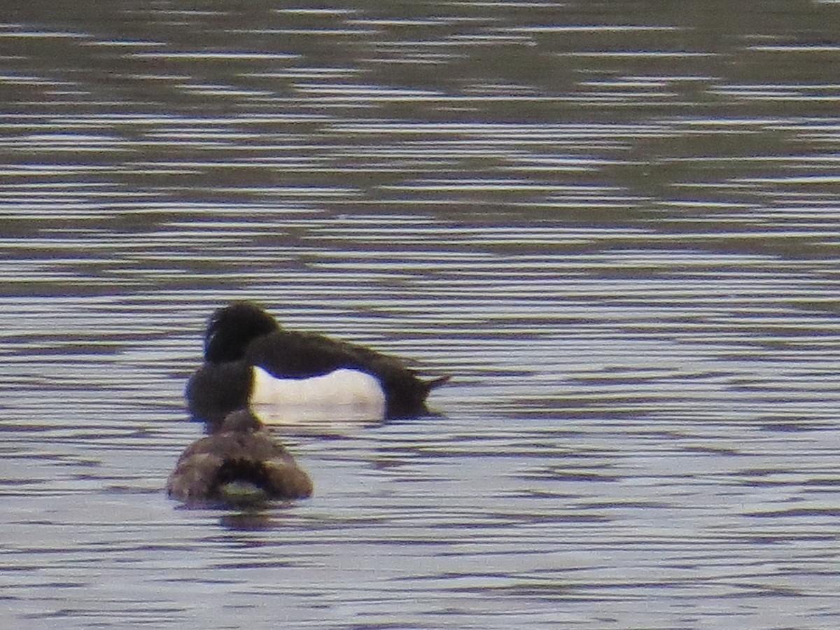 Tufted Duck - Pam Otley