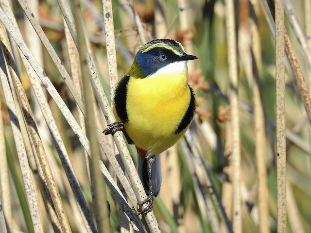 Photos - Many-colored Rush Tyrant - Tachuris rubrigastra - Birds of the  World