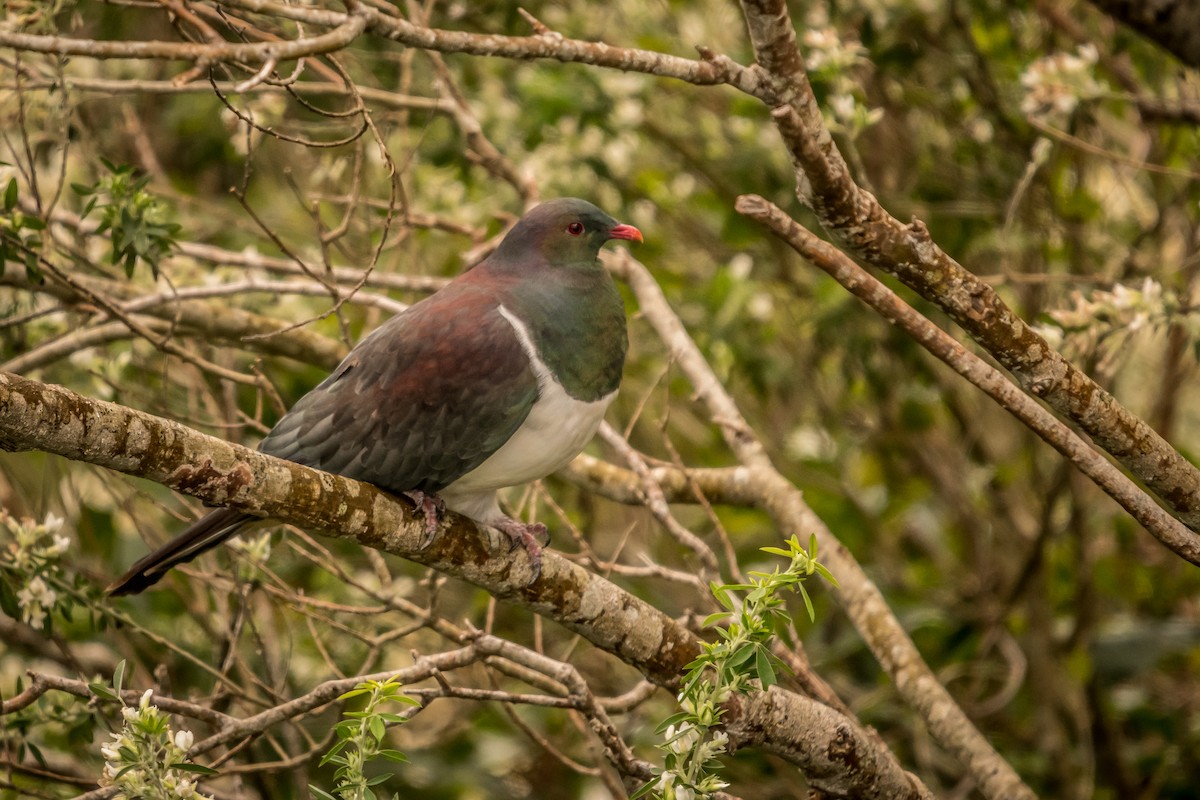 New Zealand Pigeon - Donavin de Jager