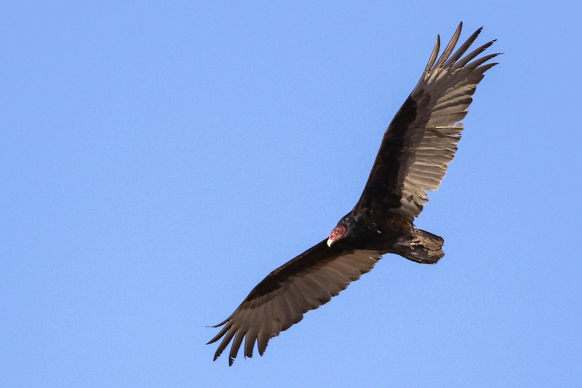 Turkey Vulture (Northern) - Scott Olmstead