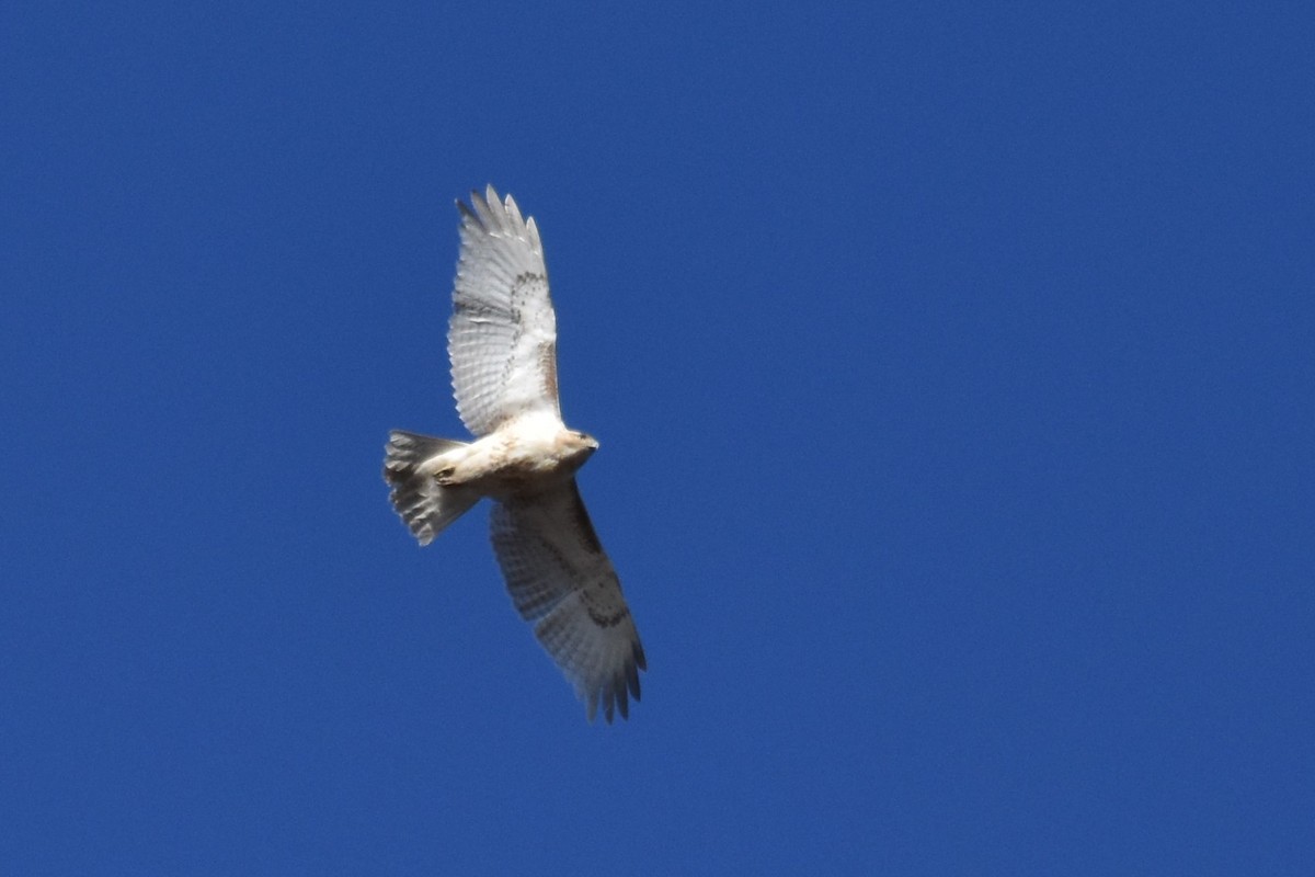 Red-tailed Hawk - ML202130361