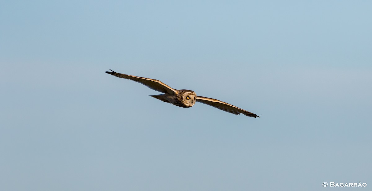 Short-eared Owl - ML202134011