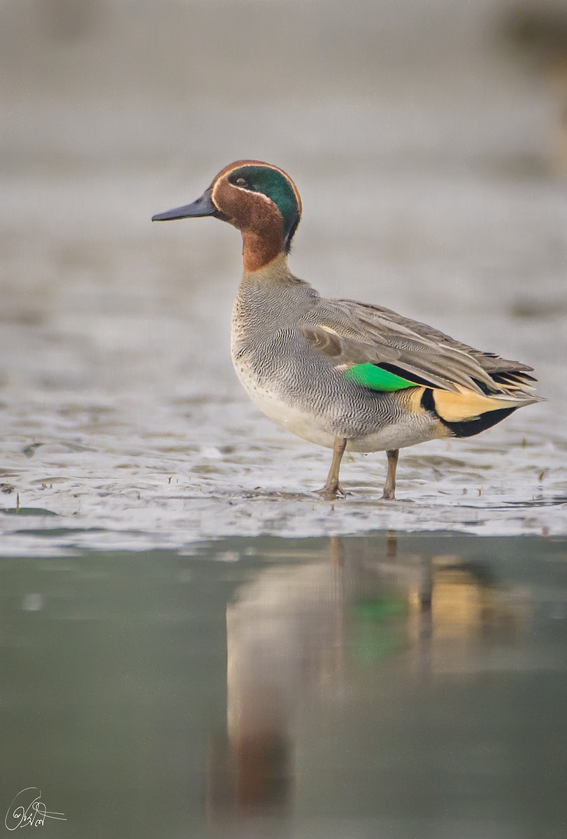 Green-winged Teal - ML202135211