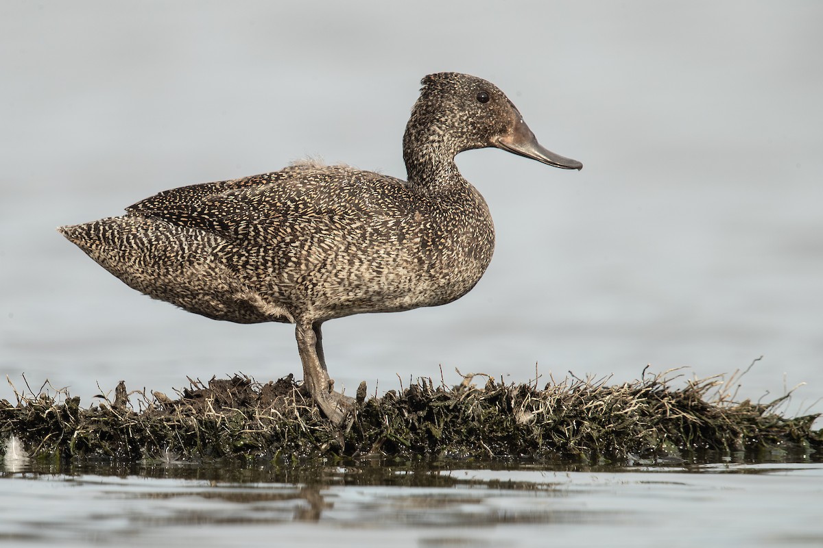 Freckled Duck - ML202135411