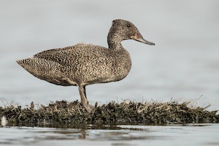Freckled Duck, ML202135411