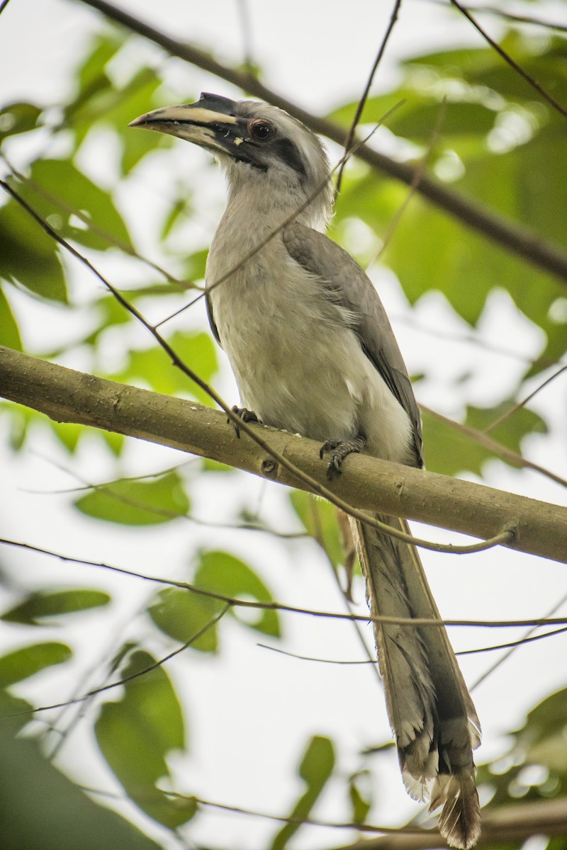 Indian Gray Hornbill - ML202135461
