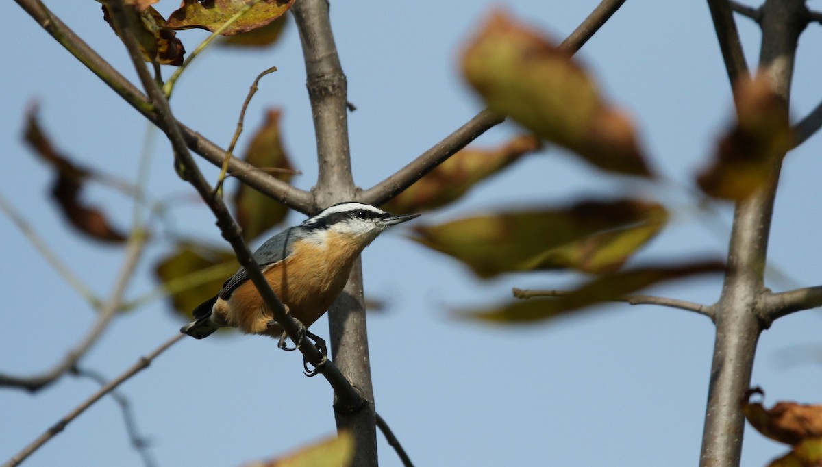 Red-breasted Nuthatch - ML20213571