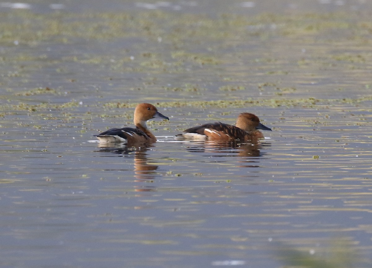 Fulvous Whistling-Duck - ML202139071