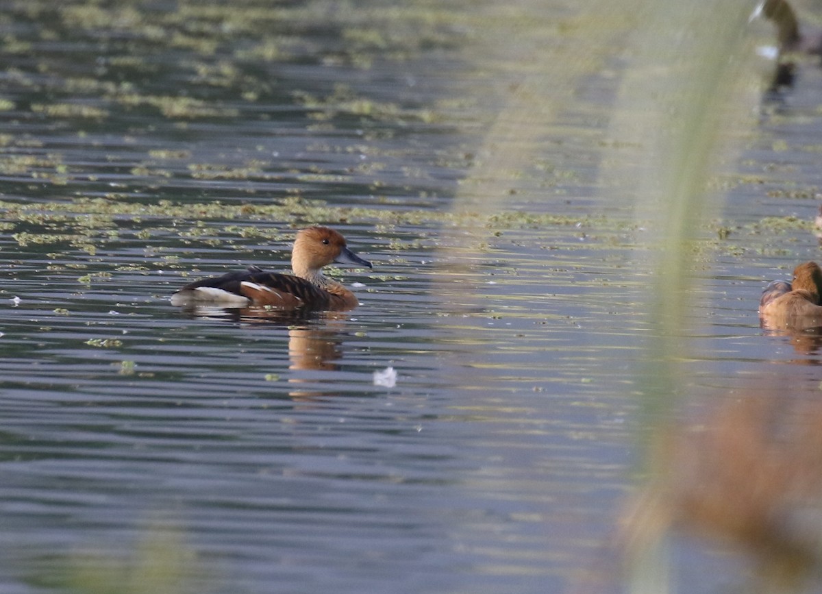 Fulvous Whistling-Duck - ML202139081