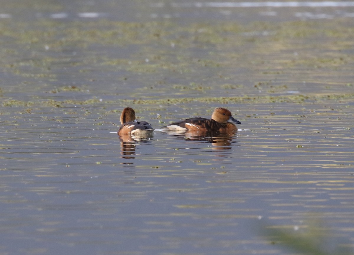 Fulvous Whistling-Duck - ML202139091
